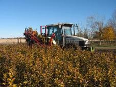 Rootstocks are being lifted.