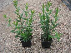 Hedge 1 liter container.